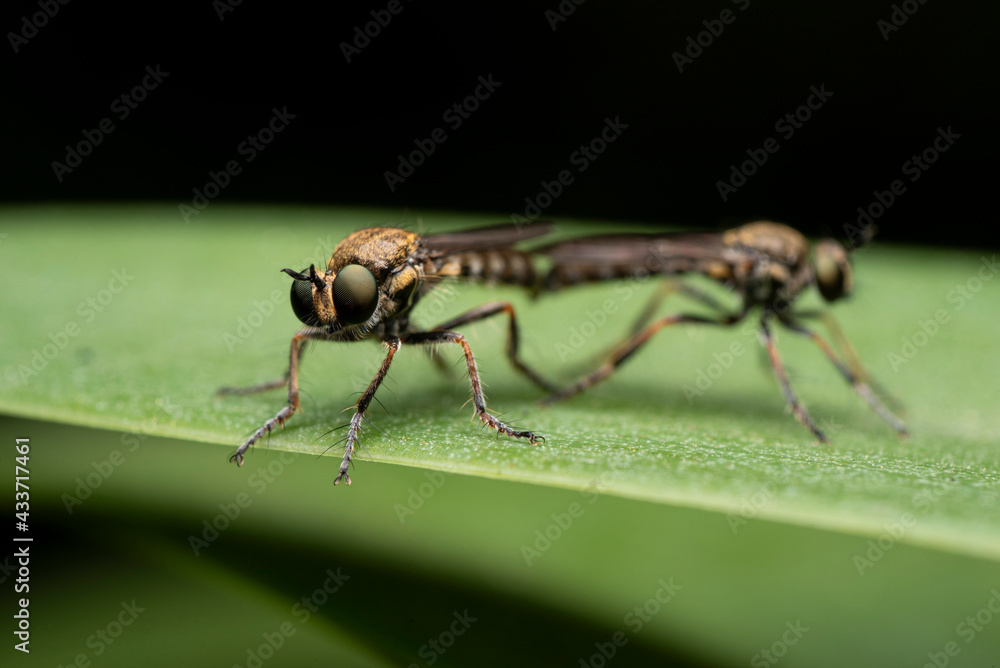 Fototapeta premium macro of a flyes