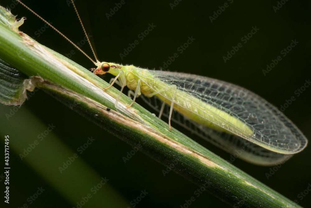 macro of a insect on a leaf, lacewing