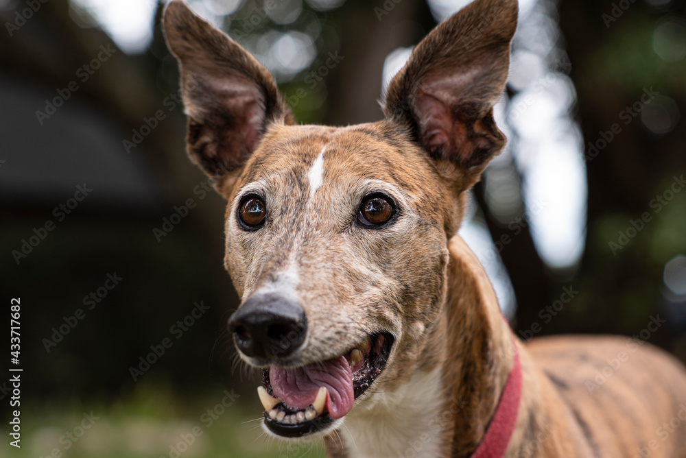 Fototapeta premium portrait of a greyhound dog