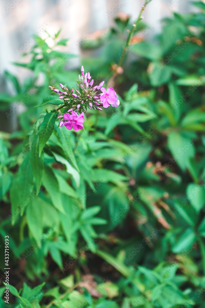 Purple little flowers on background of greenery on sunny summer day. Purple little flowers on background of greenery on sunny summer day.