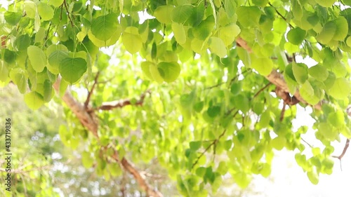 Bodhi leaves are light green and  copy space.