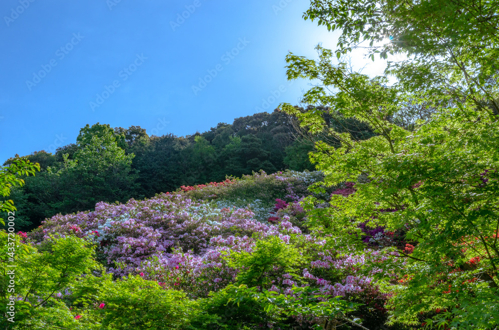 青空とツツジの花