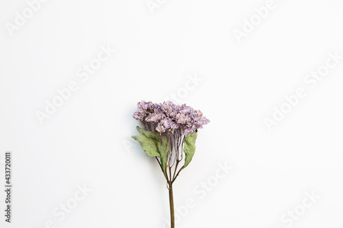 Dry purple hydrangea flower on white background. top view, copy space