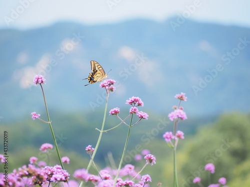 花の咲き誇る丘と蝶