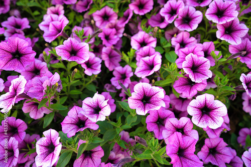 Bright pink petunia flowers for a background