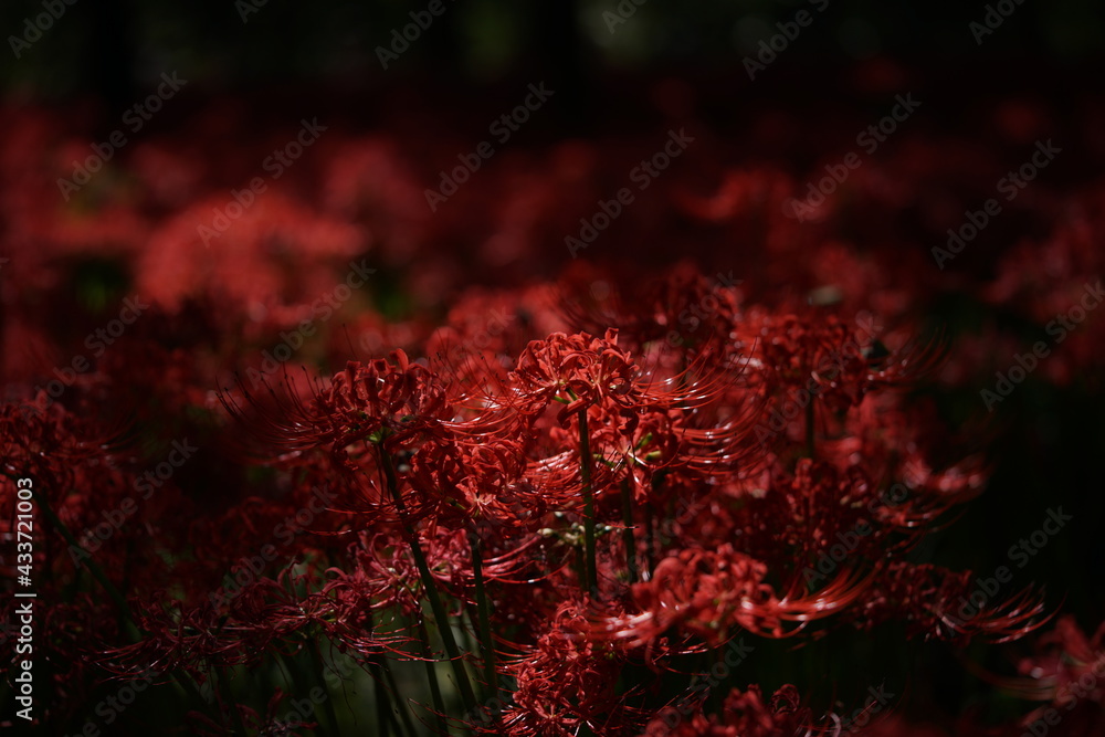 Red Flowers of Lycoris radiata in Full Bloom
Red Flowers of Lycoris radiata in Full Bloom