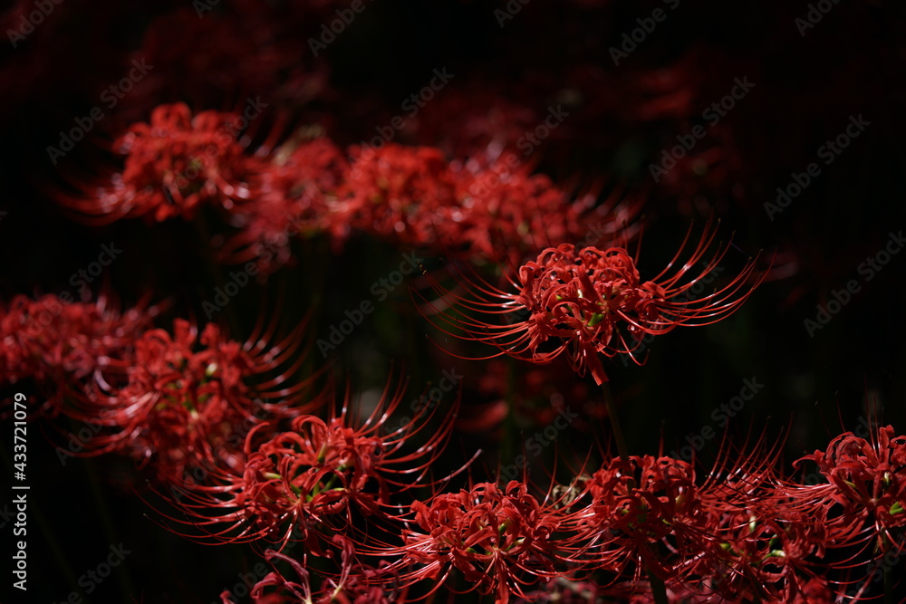 Red Flowers of Lycoris radiata in Full Bloom
Red Flowers of Lycoris radiata in Full Bloom