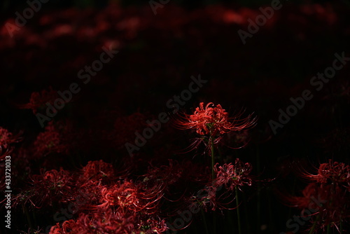Red Flowers of Lycoris radiata in Full Bloom
 photo