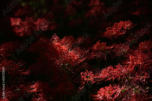 Red Flowers of Lycoris radiata in Full Bloom
