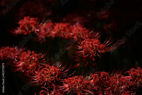 Red Flowers of Lycoris radiata in Full Bloom
