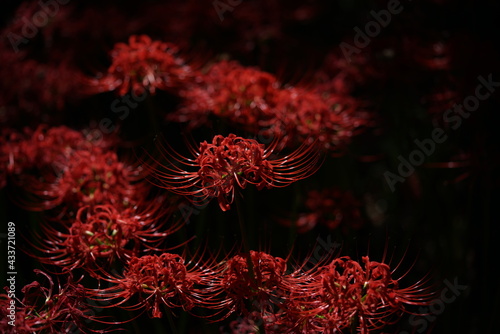 Red Flowers of Lycoris radiata in Full Bloom
