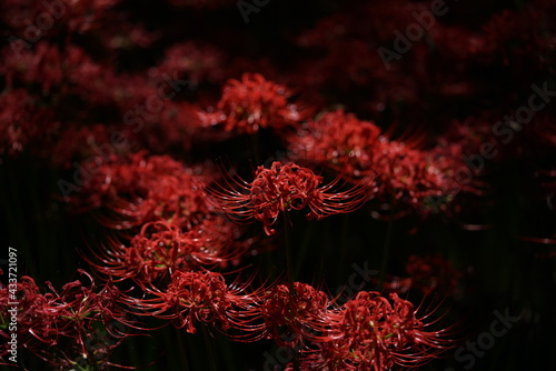 Red Flowers of Lycoris radiata in Full Bloom
