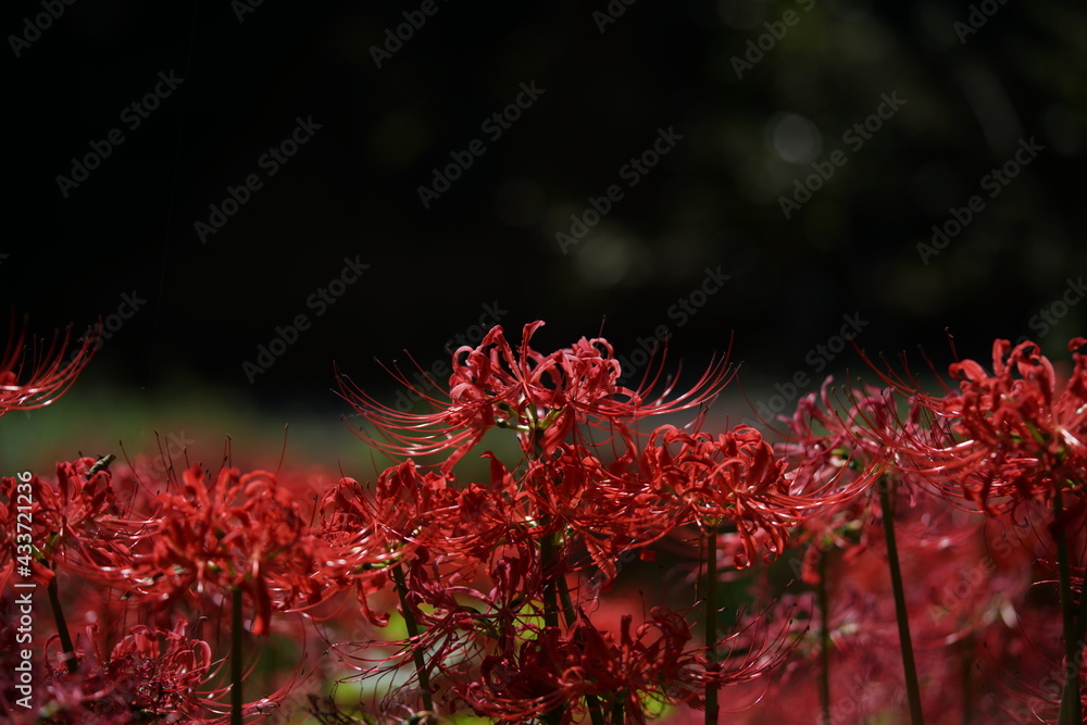 Red Flowers of Lycoris radiata in Full Bloom
Red Flowers of Lycoris radiata in Full Bloom