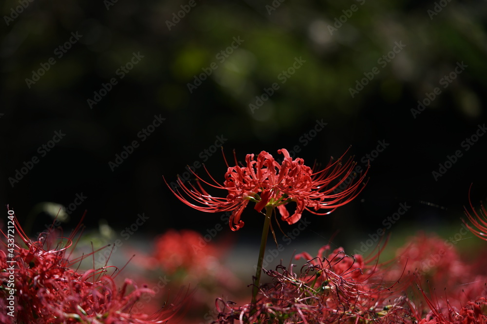 Red Flowers of Lycoris radiata in Full Bloom
Red Flowers of Lycoris radiata in Full Bloom
