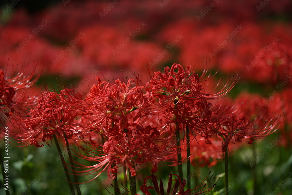Red Flowers of Lycoris radiata in Full Bloom
Red Flowers of Lycoris radiata in Full Bloom