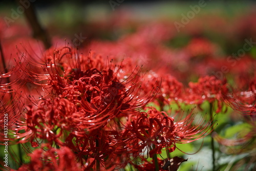 Red Flowers of Lycoris radiata in Full Bloom
