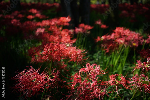 Red Flowers of Lycoris radiata in Full Bloom
