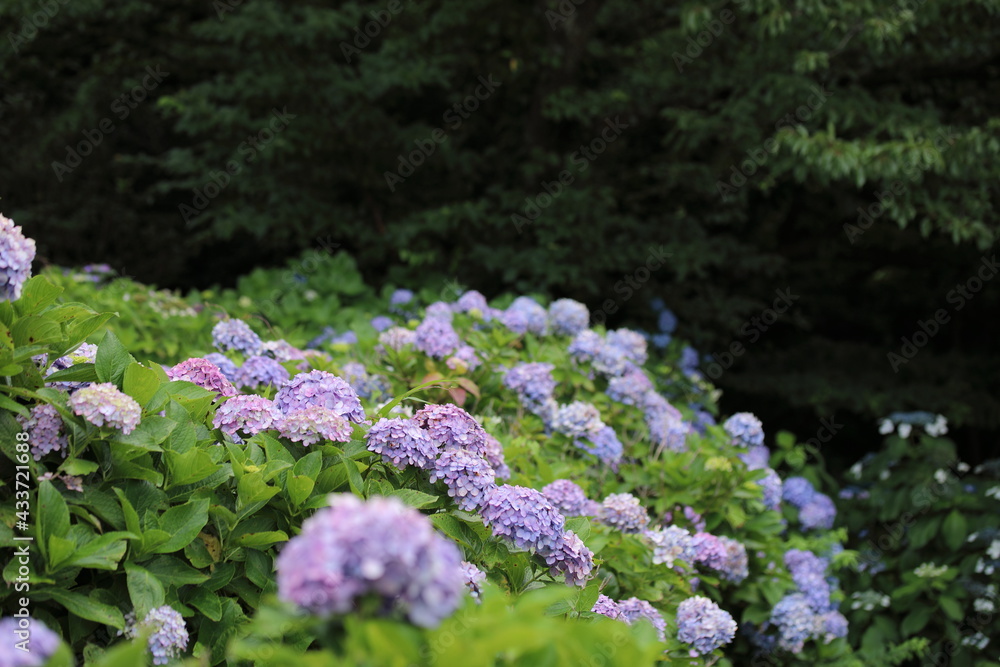 紫陽花