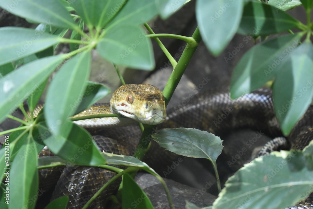 Obraz premium Serpiente verdosa de ojos amarillos de mirada penetrante entre las hojas