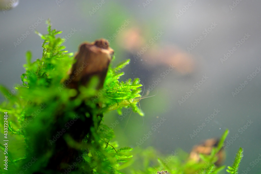 Obraz premium 水槽の中のウィローモス