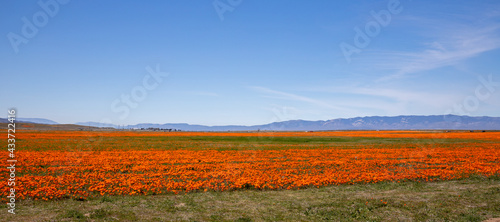 Field of California Golden Orange Poppies under blue desert sky in the high desert of southern California USA