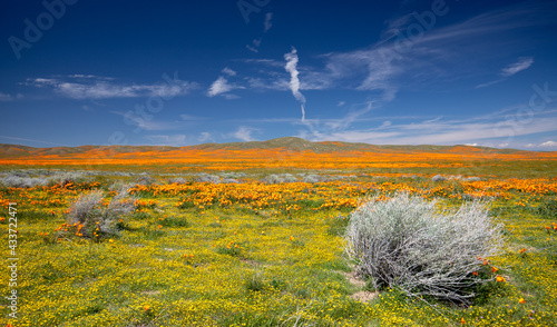 California Golden Poppies with tumbleweed under blue cirrus sky in the southern California high desert USA