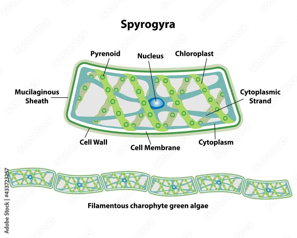 Vettoriale Stock Spirogyra Cell Anatomy Of An Algae Labeling The Cell ...