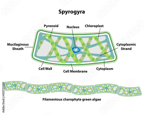 Spirogyra, cell anatomy of an algae, labeling the cell structures with nucleus, pyrenoid, cytoplasmic strand, cytoplasm, cell membrane, cell wall, mucilaginous sheath, and chloroplasts. 