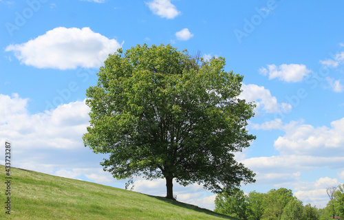 Green tree on slanted ground against blue sky during sunny summer day