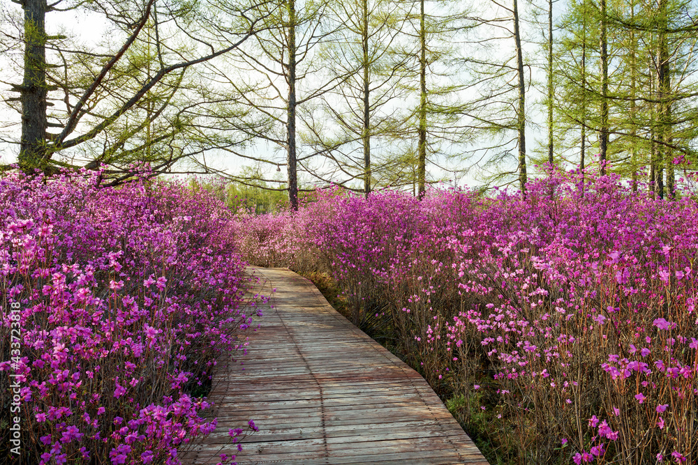 Fototapeta premium The path was lined with rhododendron flowers.