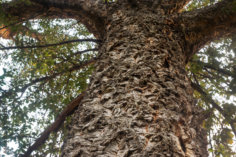 Cork tree (Quercus suber). Nadir view Photography where you can appreciate the size of the tree and the cork cortex Cork tree (Quercus suber). Nadir view Photography where you can appreciate the size of the tree and the cork cortex