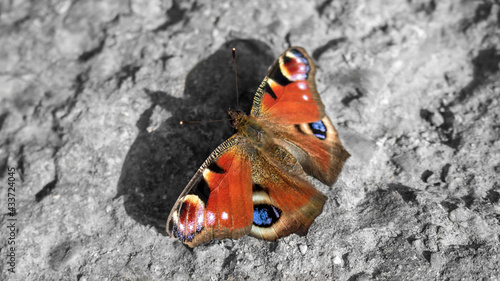 A Peacock Butterfly resting on a wall