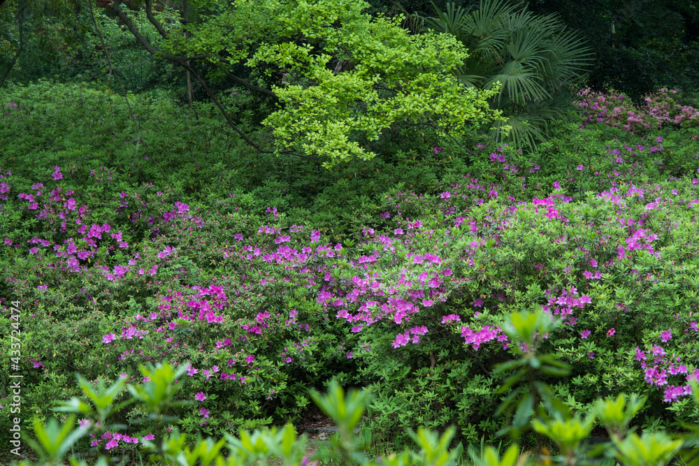 Early spring scenery of Moshan Rhododendron Garden in East Lake, Wuhan, Hubei, China Early spring scenery of Moshan Rhododendron Garden in East Lake, Wuhan, Hubei, China