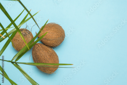 A few coconuts under the leaves of a palm tree on a blue background.
