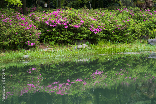 Early spring scenery of Moshan Rhododendron Garden in East Lake, Wuhan, Hubei, China © Hao