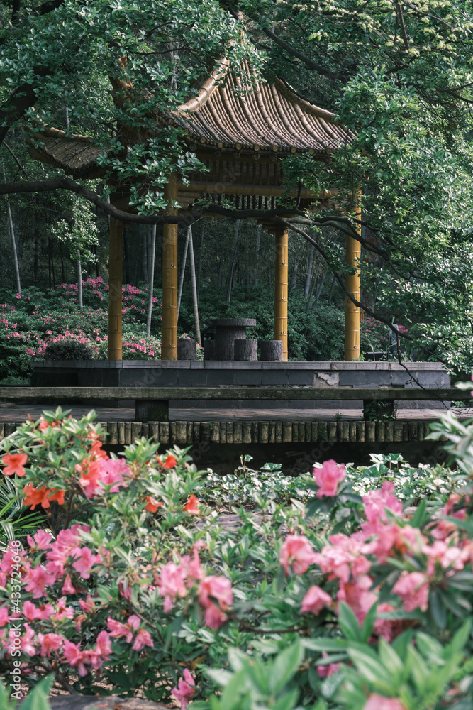 Early spring scenery of Moshan Rhododendron Garden in East Lake, Wuhan, Hubei, China Early spring scenery of Moshan Rhododendron Garden in East Lake, Wuhan, Hubei, China