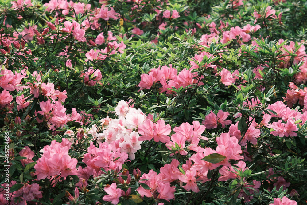 Early spring scenery of Moshan Rhododendron Garden in East Lake, Wuhan, Hubei, China Early spring scenery of Moshan Rhododendron Garden in East Lake, Wuhan, Hubei, China