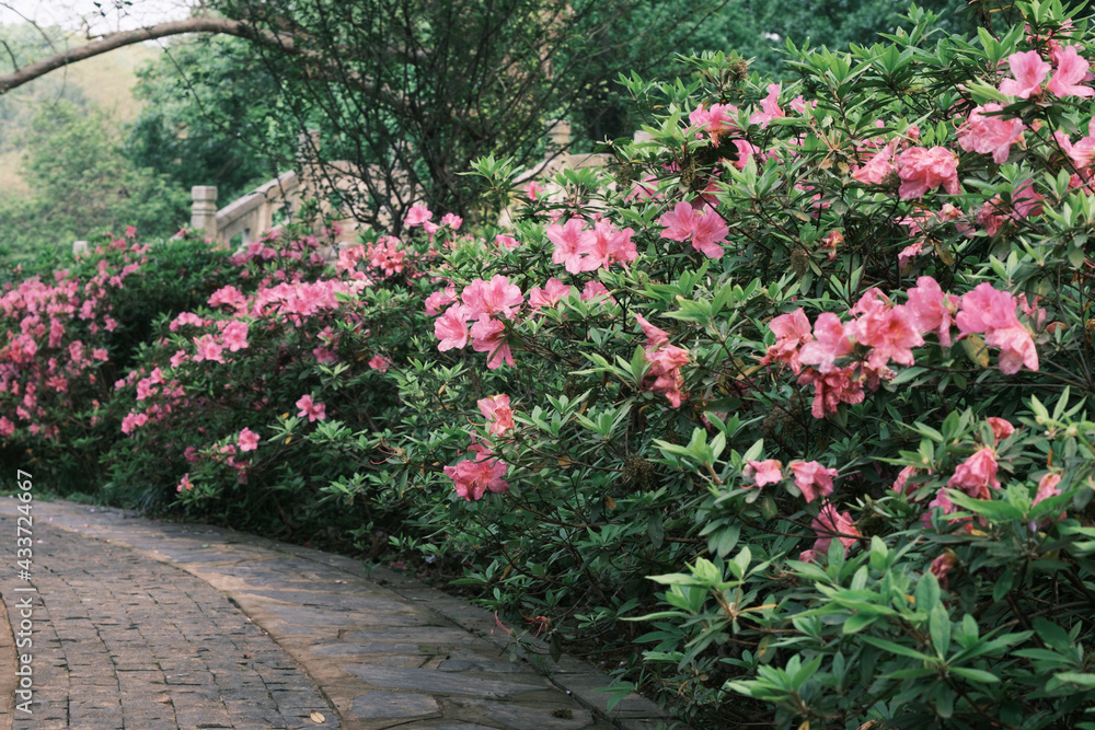 Naklejka premium Early spring scenery of Moshan Rhododendron Garden in East Lake, Wuhan, Hubei, China