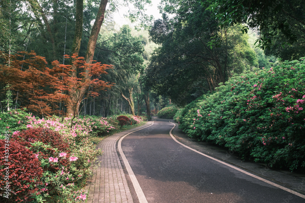 Obraz premium Early spring scenery of Moshan Rhododendron Garden in East Lake, Wuhan, Hubei, China