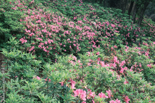 Fototapeta Naklejka Na Ścianę i Meble -  Early spring scenery of Moshan Rhododendron Garden in East Lake, Wuhan, Hubei, China