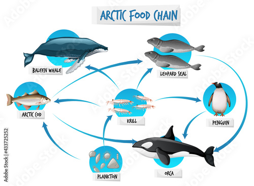 Arctic Food Chain Diagram Concept