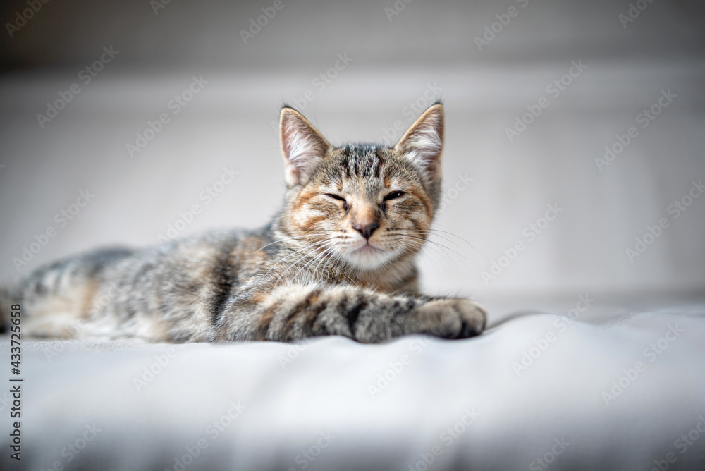 Young beautiful gray kitten in the studio, close-up. Young beautiful gray kitten in the studio, close-up.