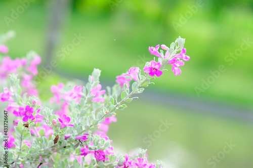 Vibrant Pink Flowers