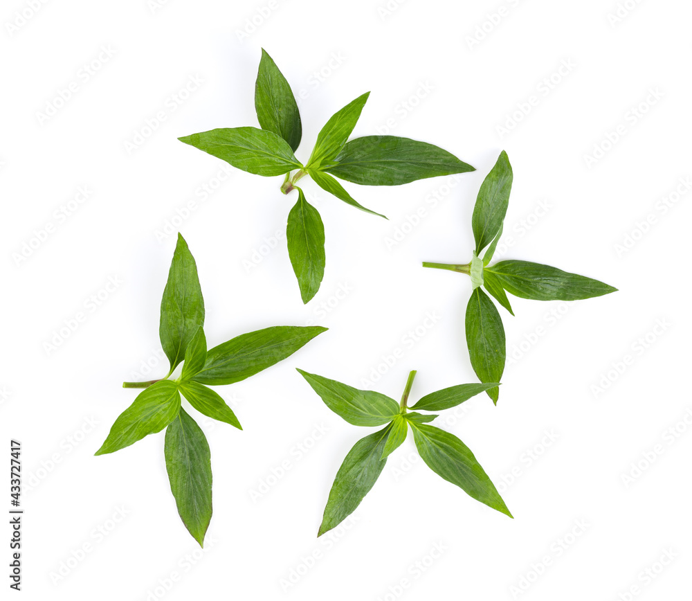 Fresh Kariyat,Andrographis paniculata leaves e on white background