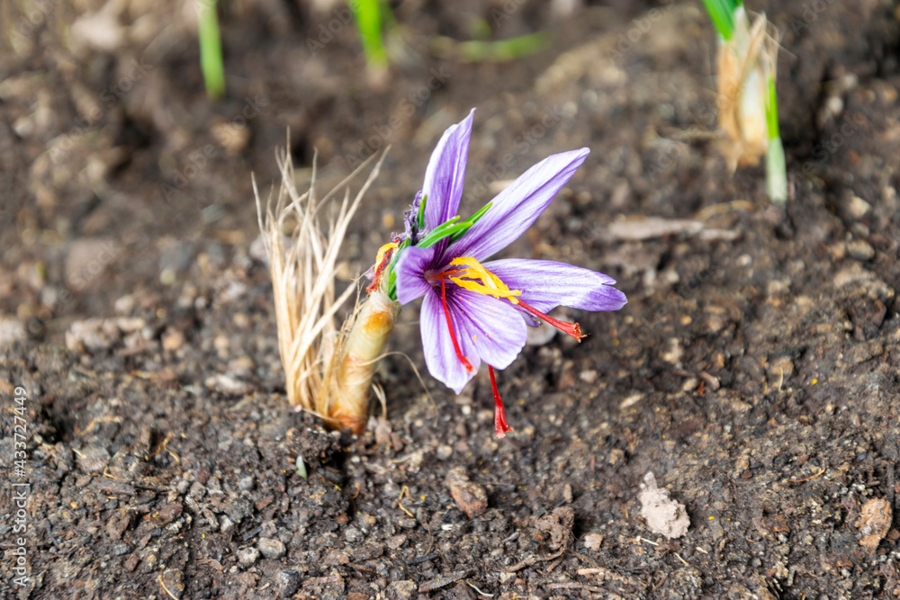 Saffron (Crocus Sativus) bulb with a flower in bloom with its stigmas. With copy space and selective focusing. Saffron (Crocus Sativus) bulb with a flower in bloom with its stigmas. With copy space and selective focusing.