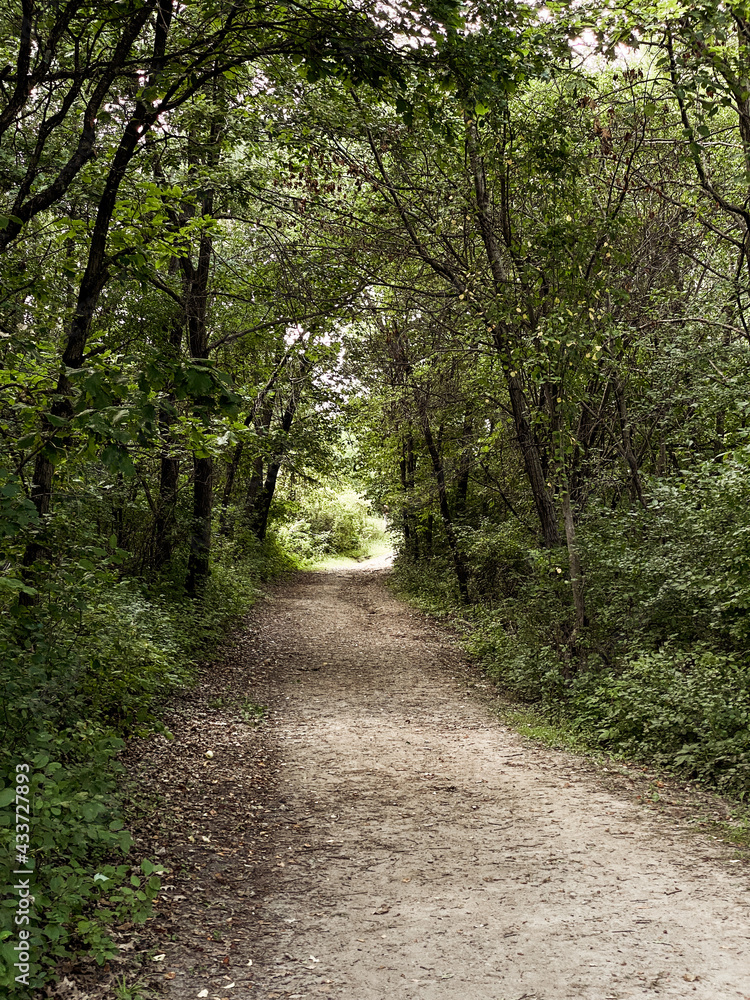 Fototapeta premium path in the woods