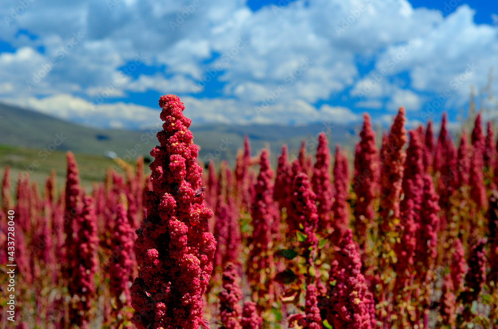 Foto de Chenopodium quinoa, conocida como quinua, quínoa (ambas del