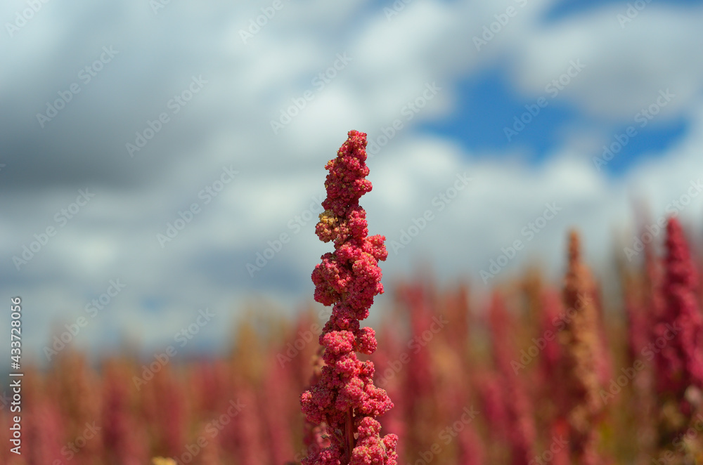 Chenopodium quinoa, conocida como quinua, quínoa (ambas del quechua