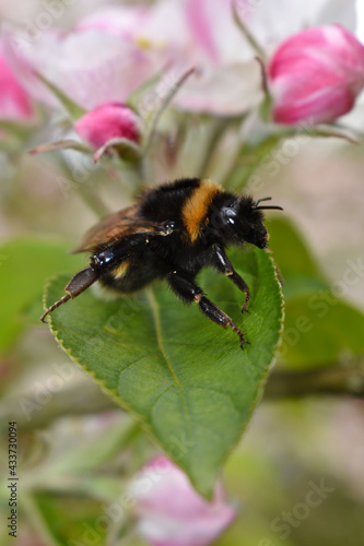 bumblebee on an apple tree leaf © Benambot