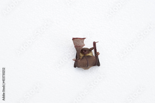 A bat on a white background, it has wings and long ears. © Anan